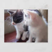 Babkitties Postcard Briefkaart (Voorkant)