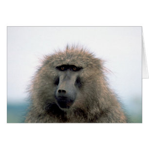 Baboon