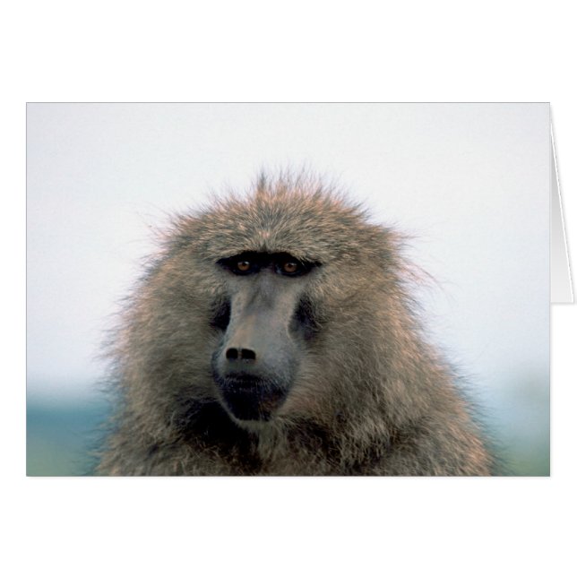 Baboon (Devant horizontal)