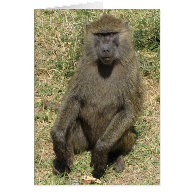 Baboon (Devant)