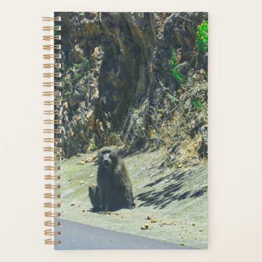 Baboon animal sauvage Animaux (Devant)