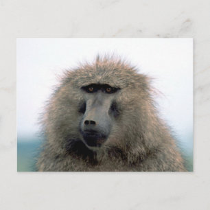 Baboon Briefkaart
