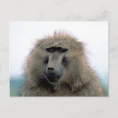 Baboon Briefkaart (Voorkant)