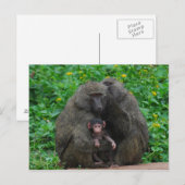 Baboon Briefkaart (Voorkant / Achterkant)