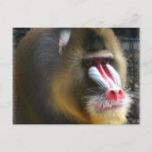 Baboon Briefkaart (Voorkant)
