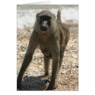 Baboon et bébé