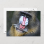 Baboon Face Briefkaart (Voorkant / Achterkant)