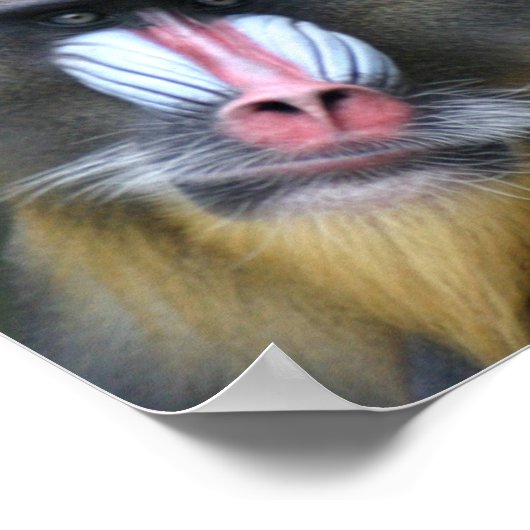 Baboon Face Poster Print (Hoek)