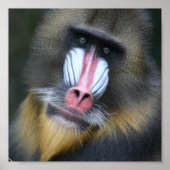 Baboon Face Poster Print (Voorkant)
