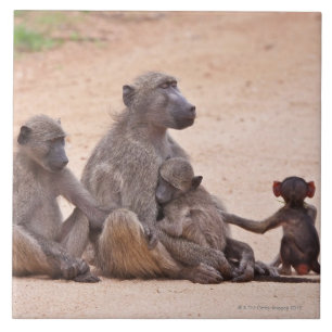 Baboon familie zit op de grond tegeltje