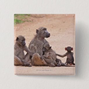 Baboon familie zit op de grond vierkante button 5,1 cm