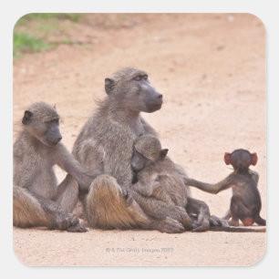 Baboon familie zit op de grond vierkante sticker