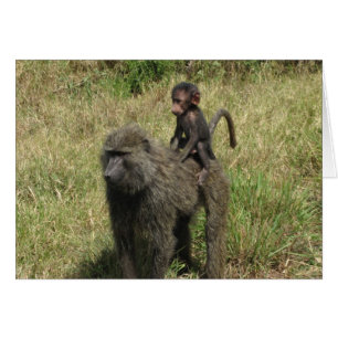 Baboon mère et bébé