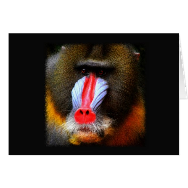 Baboon Portrait (Voorkant Horizontaal)