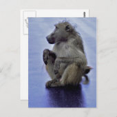 Baboon Sitting Briefkaart (Voorkant / Achterkant)
