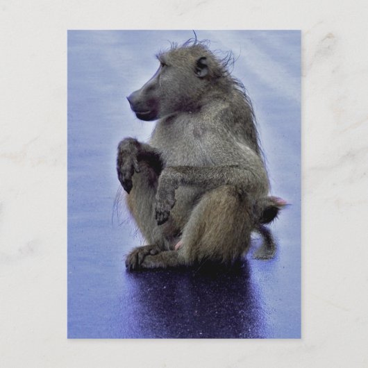 Baboon Sitting Briefkaart (Voorkant)
