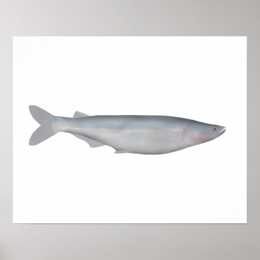 Baboso Poster (Voorkant)