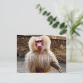 Babouin à Hinzi, Érythrée Carte postale de voyage (Debout devant)