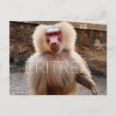 Babouin à Hinzi, Érythrée Carte postale de voyage (Devant)