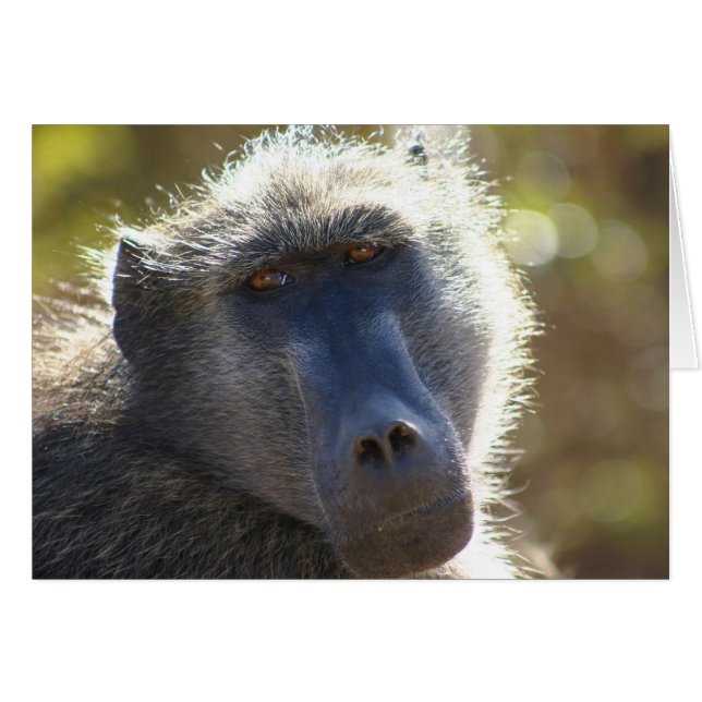 Babouin de Kruger (Devant horizontal)