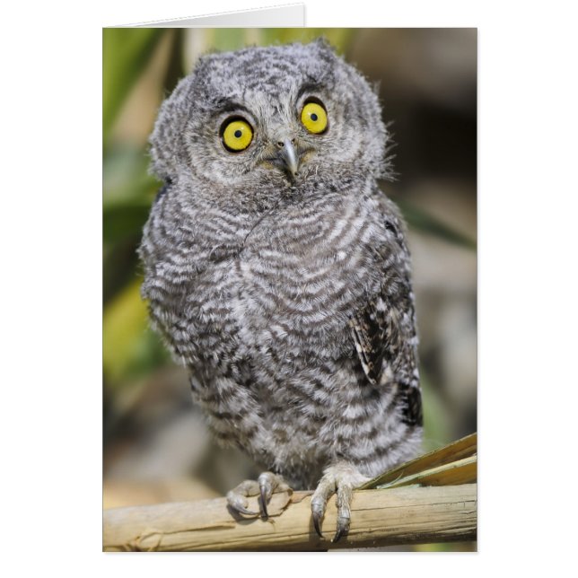 Baby (Voorkant)