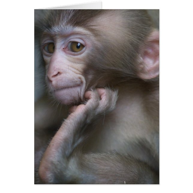 Baby aap (Voorkant)