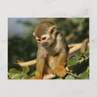 Baby aap
