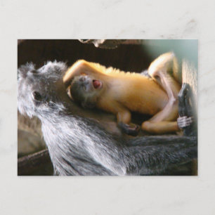 Baby aap briefkaart