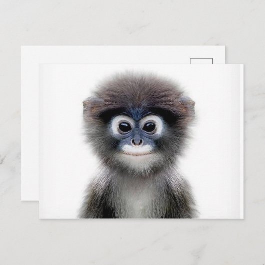 baby aap briefkaart (Voorkant / Achterkant)