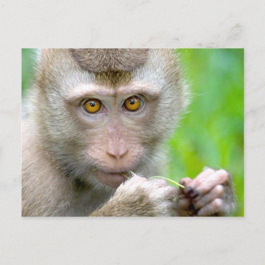 Baby aap Face Briefkaart (Voorkant)