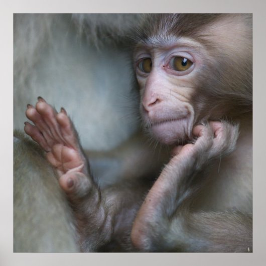 Baby aap poster (Voorkant)