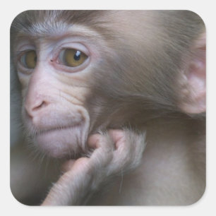 Baby aap vierkante sticker