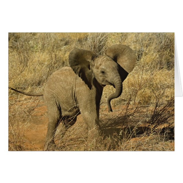 Baby African Elephant, Loxodonta Africana, (Devant horizontal)