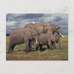 Baby African Elephant with Famy Briefkaart