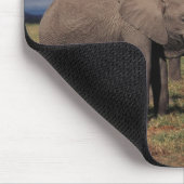 Baby African Elephant with Famy Muismat (Hoek)