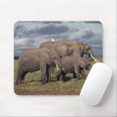 Baby African Elephant with Famy Muismat (Met muis)