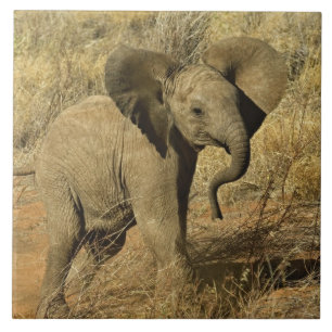 Baby-Afrikaanse olifant, Loxodonta Afriana, Tegeltje