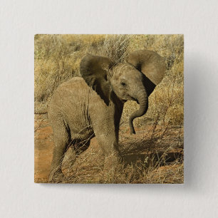 Baby Afrikaanse Olifant, Loxodonta Africana, Vierkante Button 5,1 Cm