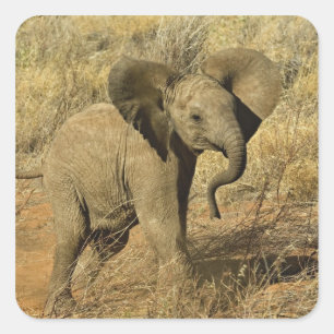 Baby Afrikaanse Olifant, Loxodonta Africana, Vierkante Sticker