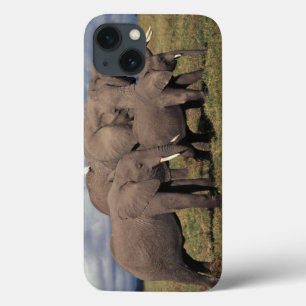 Baby Afrikaanse olifant met familie iPhone 13 Hoesje