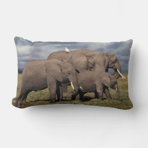 Baby Afrikaanse Olifant met familie Kussen