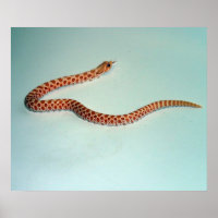 Baby Albino Hognose Snake Poster/Pring