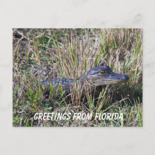 Baby Alligator Cute Natuur Florida personaliseren Briefkaart