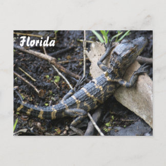 Baby Alligator en Floride carte postale