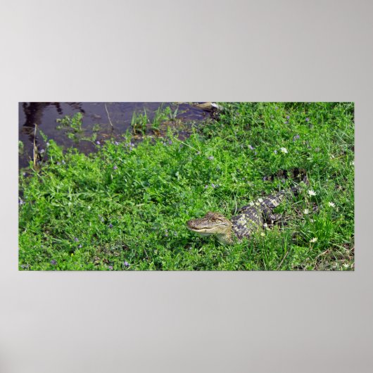 Baby Alligator Poster (Voorkant)