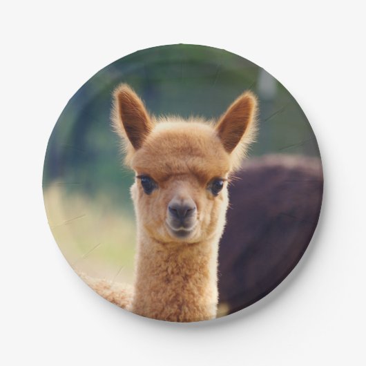 Baby Alpaca 7-inch Bord (Voorkant)