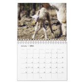 Baby Alpaca Calendrier 2023 (Jan 2026)