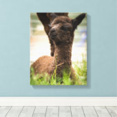Baby Alpaca Canvas Afdruk (Insitu (Houten vloer))