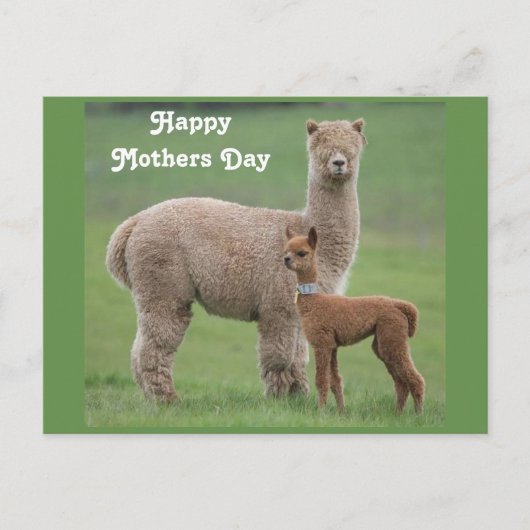 Baby Alpaca en moeder in het veld Briefkaart (Voorkant)
