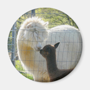 Baby Alpaca Kiss Magnet Magneet